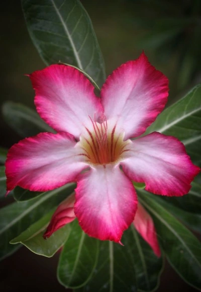 DESERT ROSE